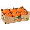 Zucca Halloween da intagliare bio 15 kg c. ca (6 pz da 2,5 kg c.ca)