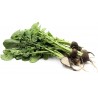 Ramolaccio (Ravanello nero) bio 500 g