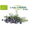 Bacche di Ginepro Bio 50 g (SFUSE)