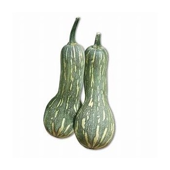 Zucca Barbara bio 1 Kg c.ca