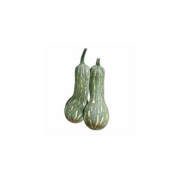 Zucca Barbara bio 1 Kg c.ca