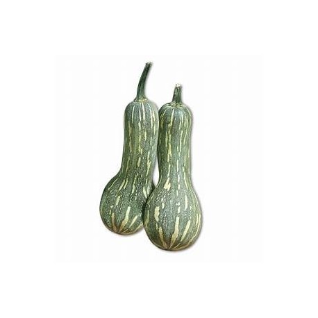 Zucca Barbara bio 1 Kg c.ca