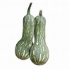 Zucca Barbara bio 1 Kg c.ca