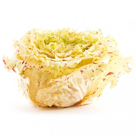 Radicchio Variegato bio 500 g
