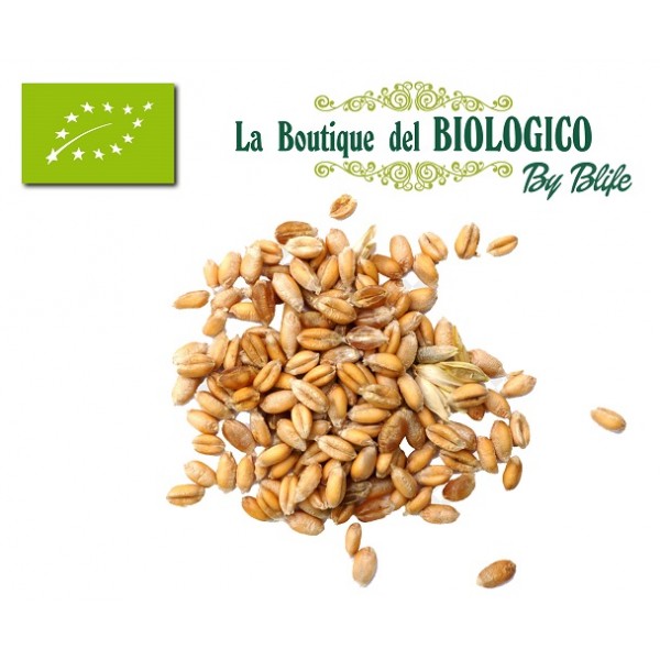 Segale bio in grani 100 gr (sfuso)